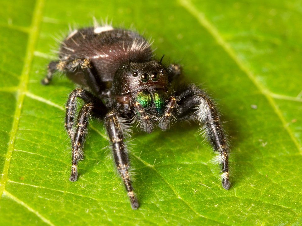 Kaldari Phidippus audax 03