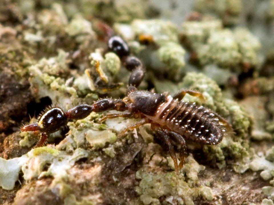 Kaldari pseudoscorpion 03