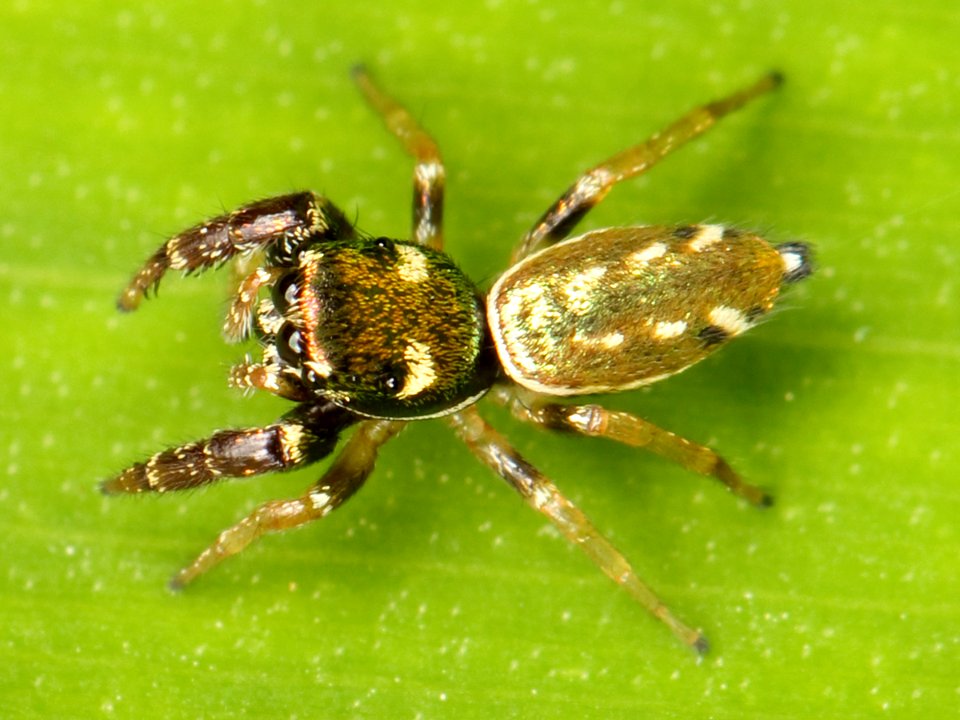 Kaldari Sassacus vitis female 01