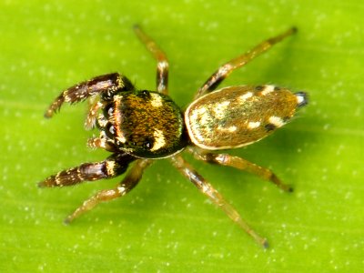 Kaldari Sassacus vitis female 01
