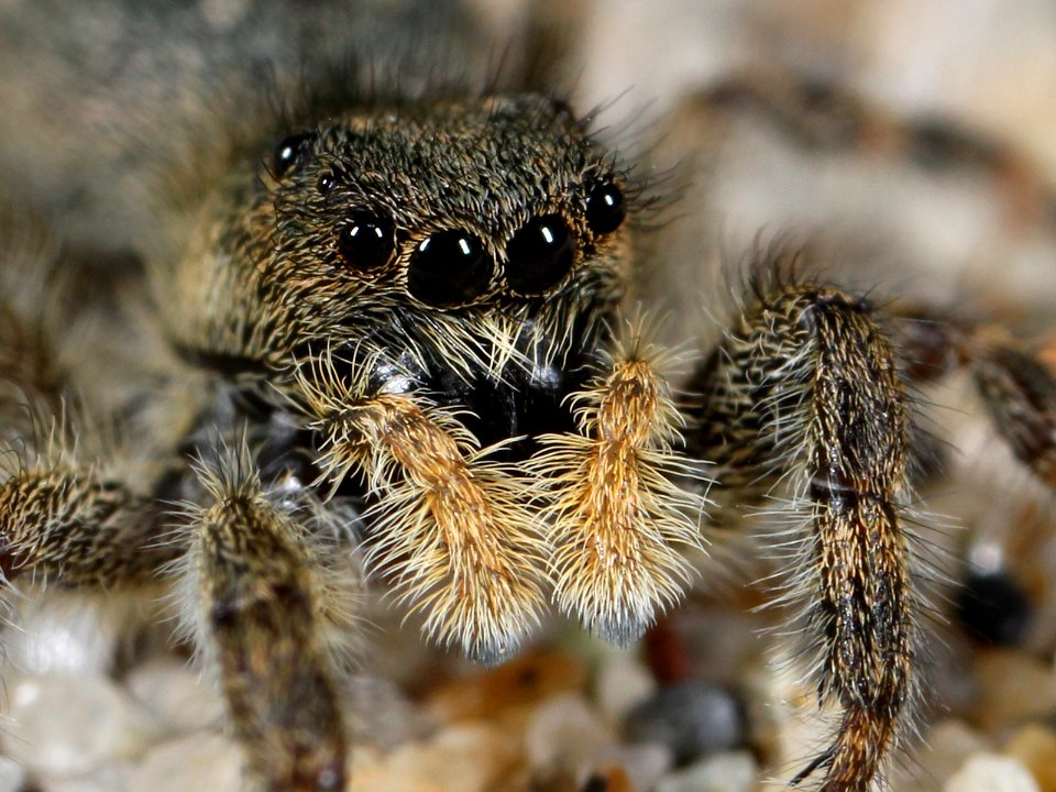 Kaldari Terralonus californicus female 03