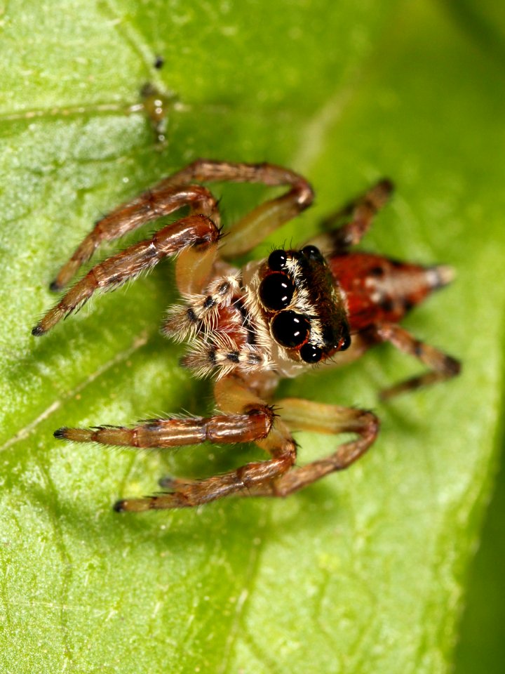 Kaldari unknown salticid E 02
