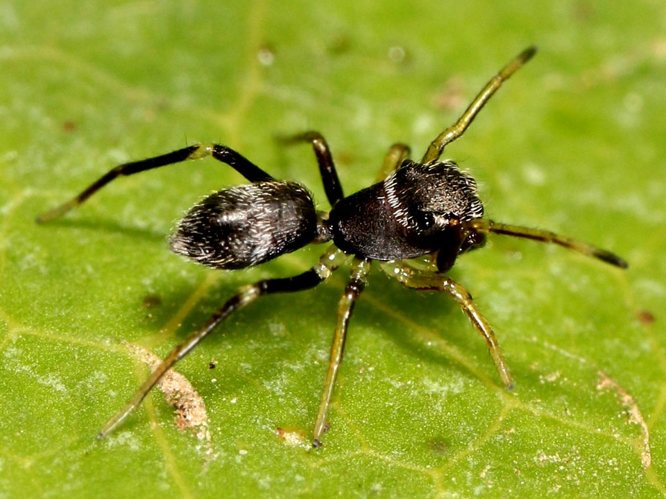 Kaldari unknown salticid B 03