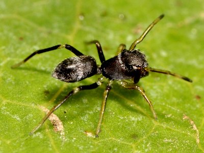 Kaldari unknown salticid B 03