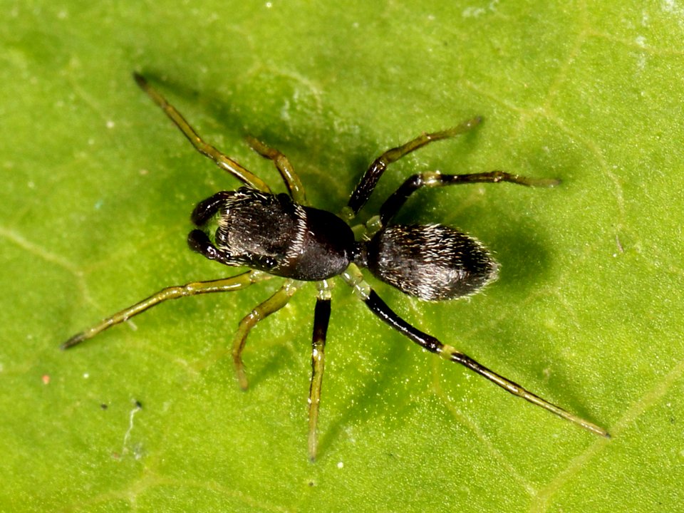 Kaldari unknown salticid B 02
