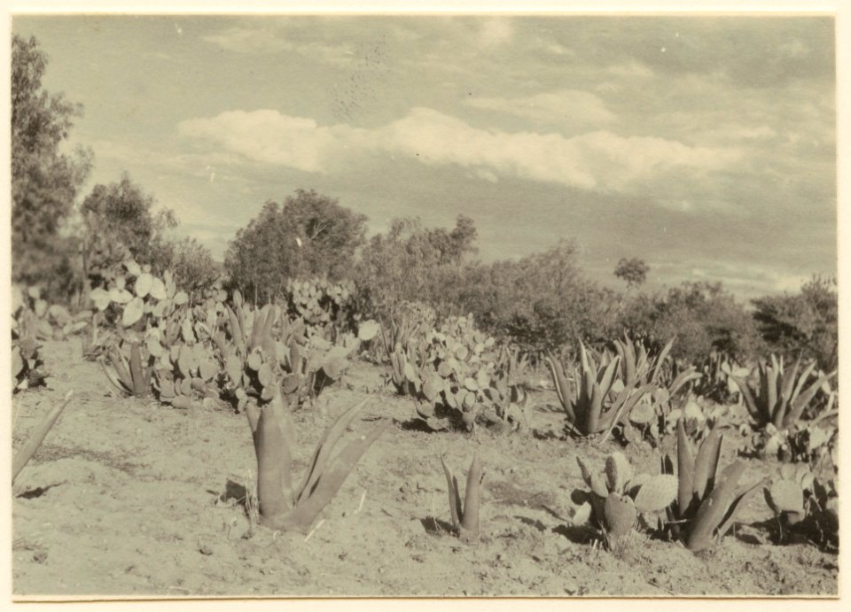 Kaktusvegetation - SMVK - 0307.a.0066