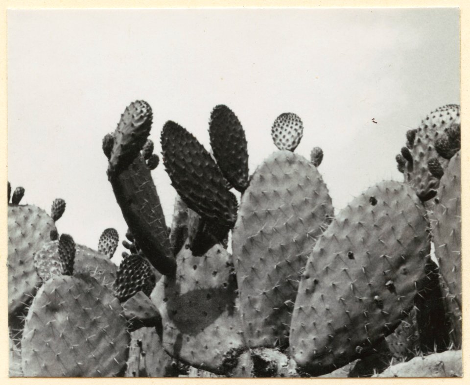 Kaktusvegetation. Kaktus med späda blad samt frukter - SMVK - 0307.a.0065.c