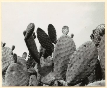 Kaktusvegetation. Kaktus med späda blad samt frukter - SMVK - 0307.a.0065.c
