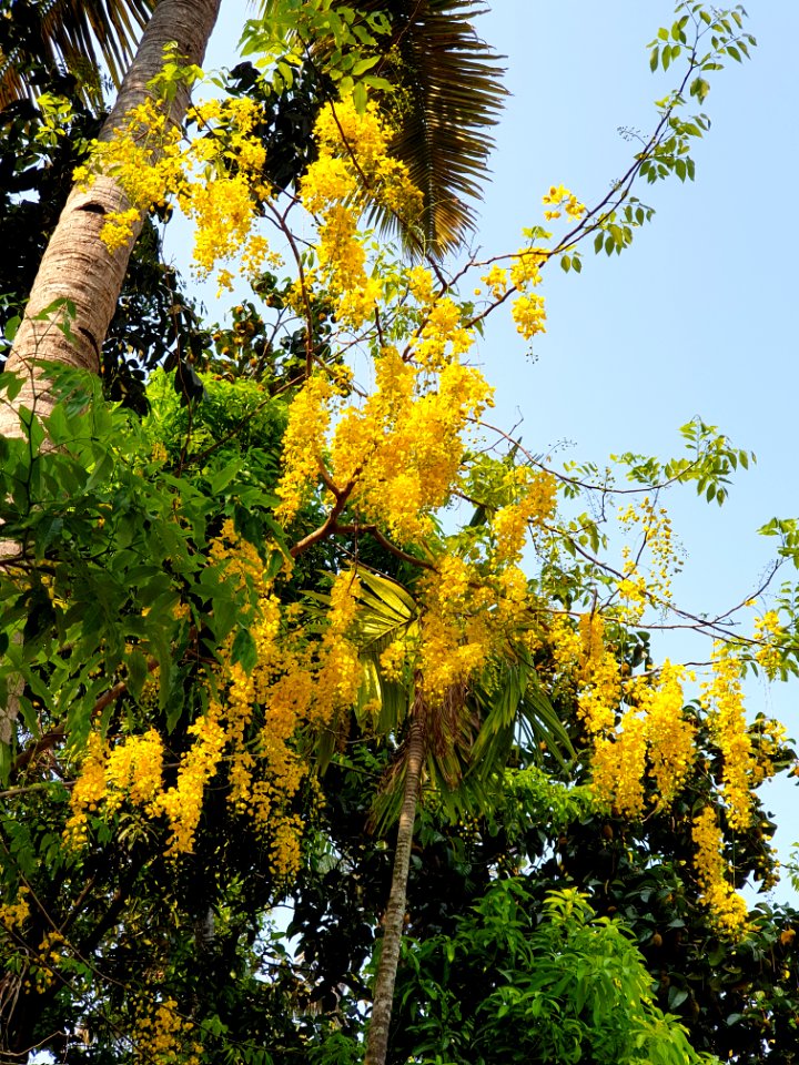 Kanikonna flowers from Kerala 
