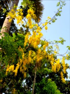 Kanikonna flowers from Kerala 