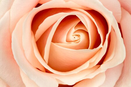 Pink pink rose flowers