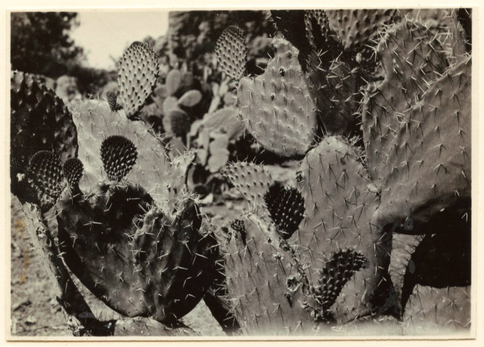 Kaktusvegetation. Ant - SMVK - 0307.a.0064