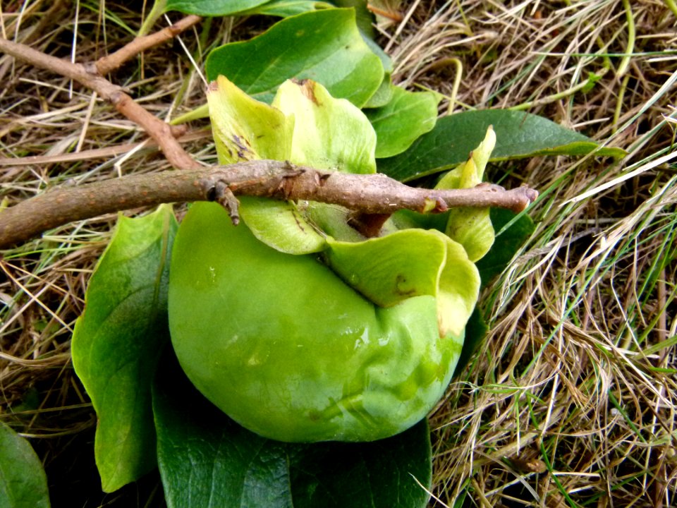 Kakis - Jardin Agronomique Tropical 6
