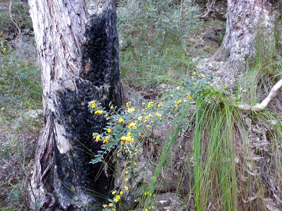 Kalianna Ridge, Budawang National Park 071