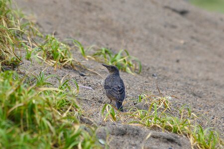 Method bulbul young bird wild birds