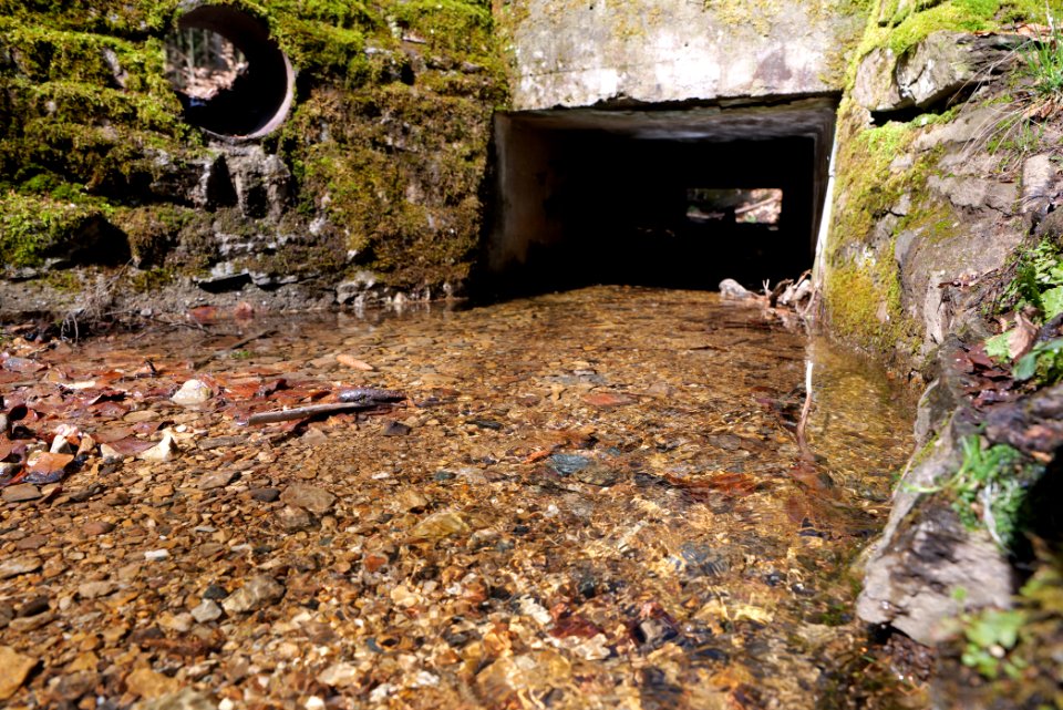 Kaltes Wasser Taunus 2021-04-06 12