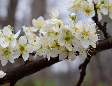 Blossom bloom flower