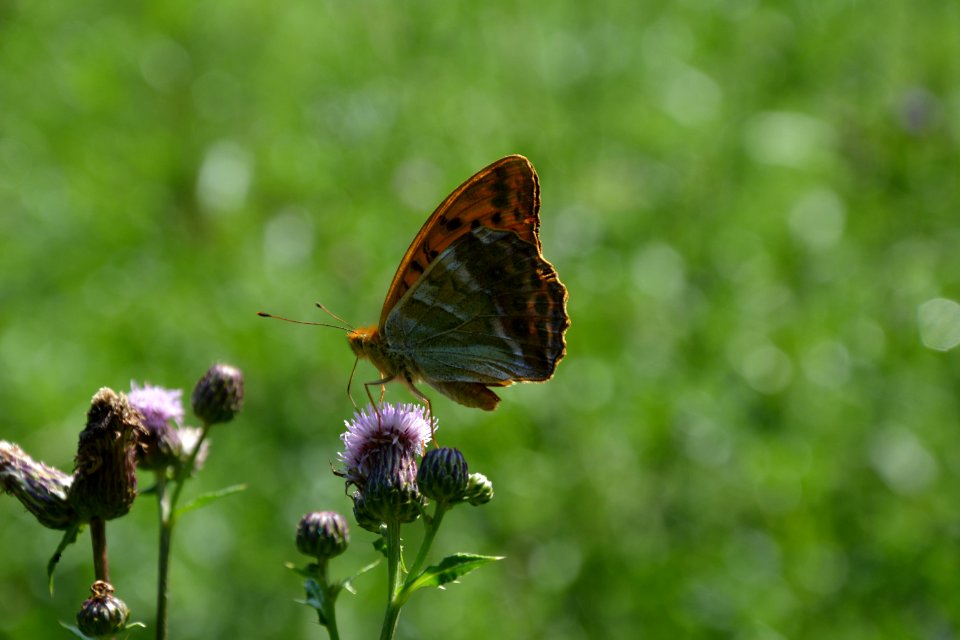 Kaisermantel (Argynnis paphia) auf Blüte