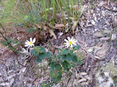Kalianna Ridge, Budawang National Park 070