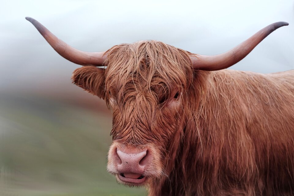 Brown horns highland beef