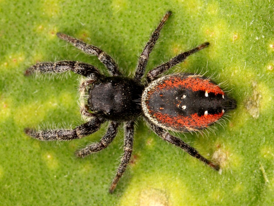 Kaldari Phidippus johnsoni subadult female 01