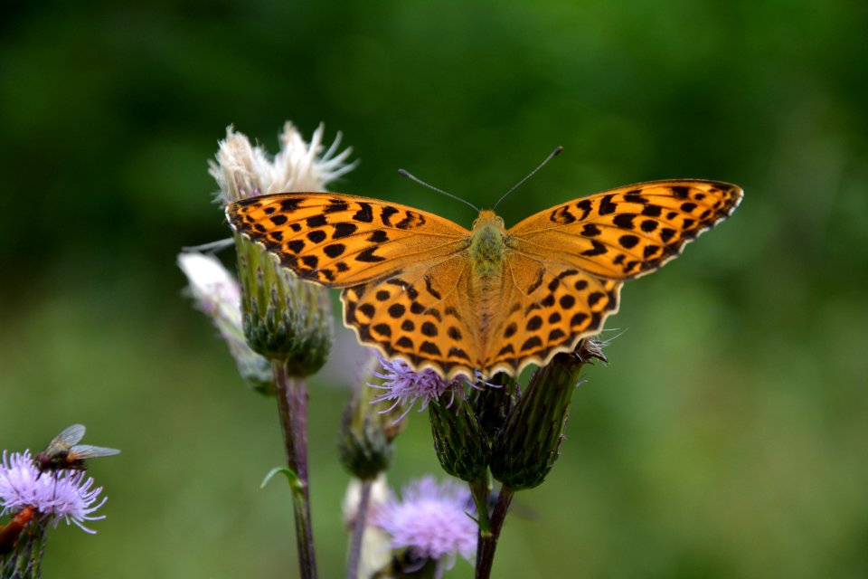 Kaisermantel (Argynnis paphia) auf Blüte (6)