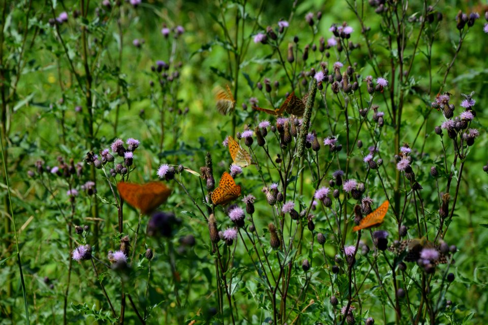 Kaisermäntel (Argynnis paphia)