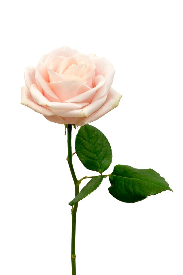 Pink pink rose flowers