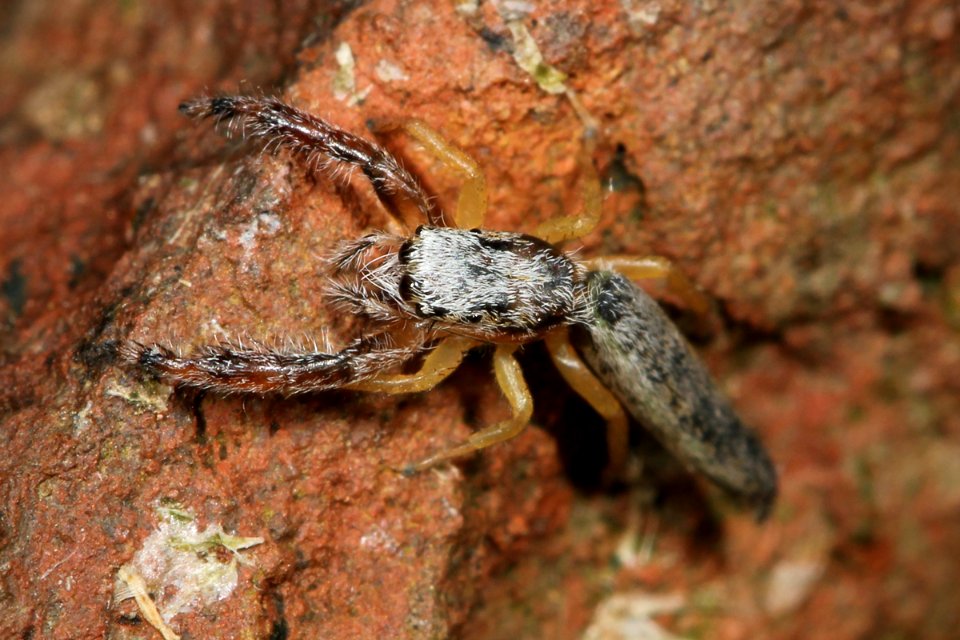 Kaldari Marpissa pikei female 03