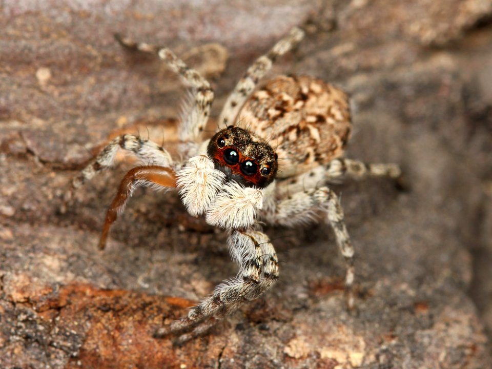 Kaldari Menemerus semilimbatus female 02
