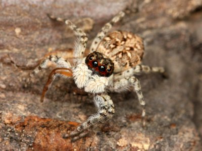 Kaldari Menemerus semilimbatus female 02