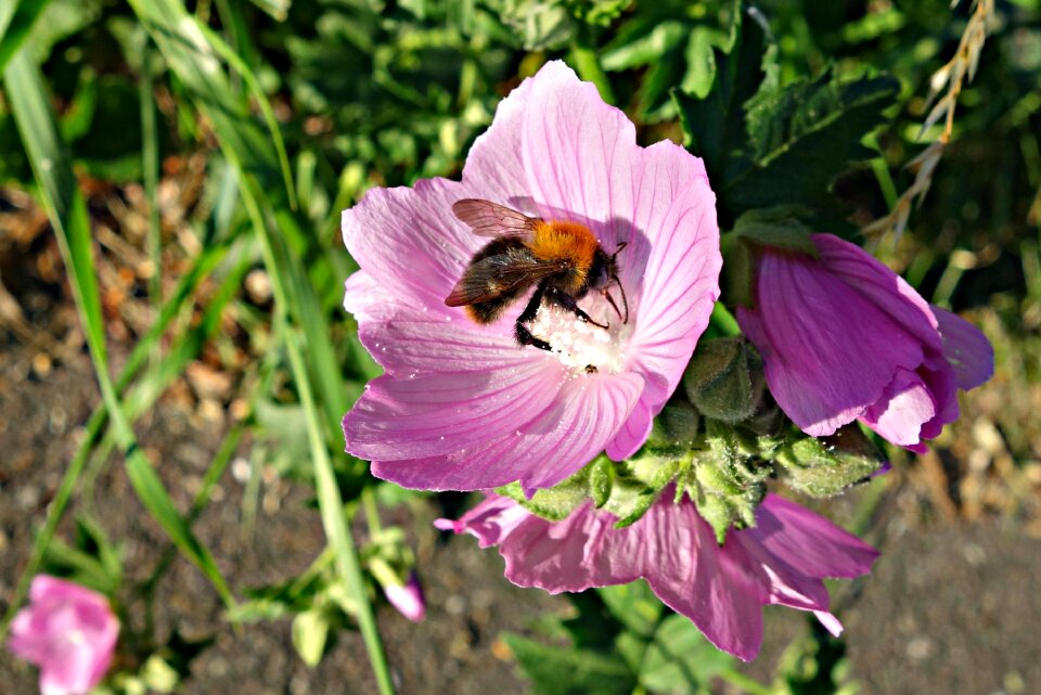Bee insect bee in flower