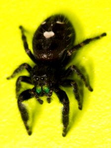 Kaldari Phidippus audax 05