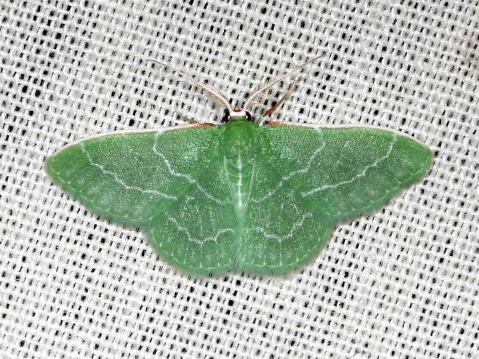 Kaldari Synchlora aerata 01