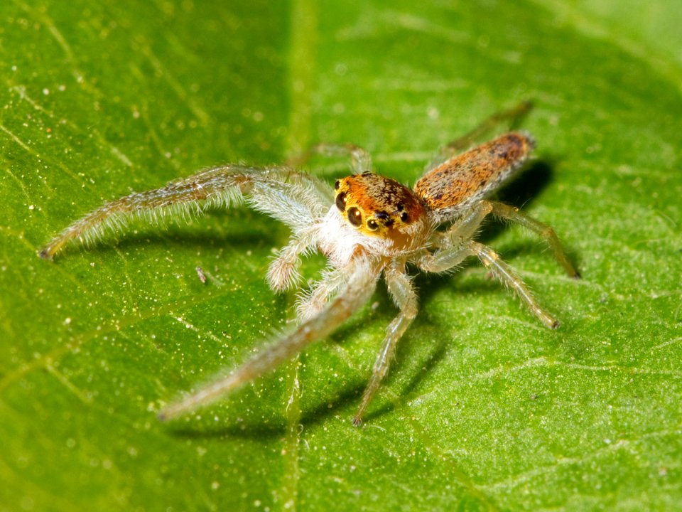 Kaldari Hentzia mitrata male 01