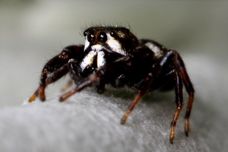 Kaldari Metaphidippus manni 02
