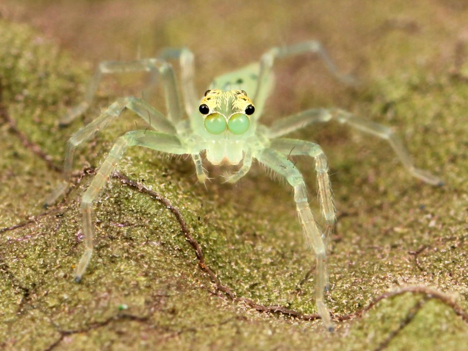 Kaldari Lyssomanes viridis 02
