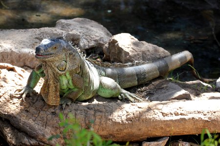 Kaldari Iguana iguana 01