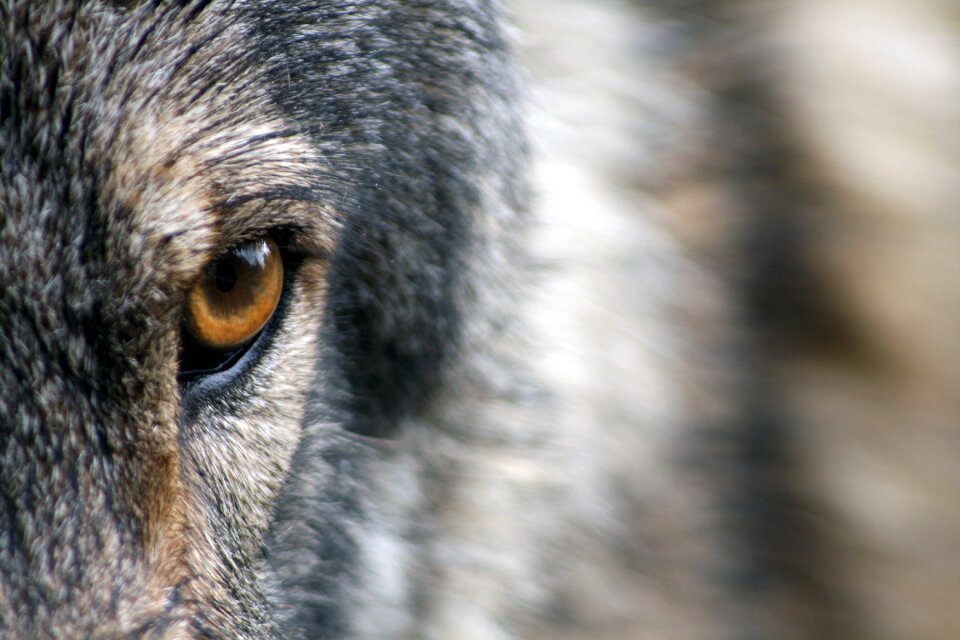 Wild animal wildlife