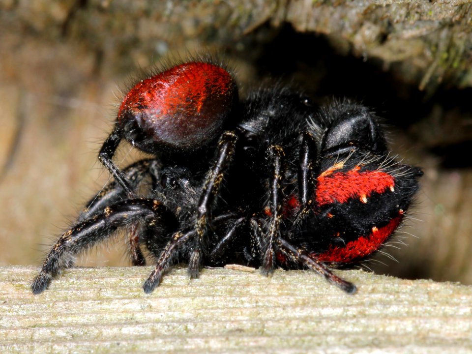 Kaldari Phidippus johnsoni mating 01