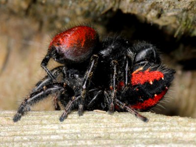Kaldari Phidippus johnsoni mating 01