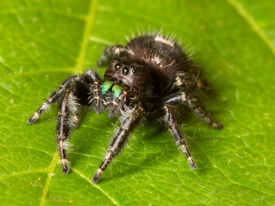Kaldari Phidippus audax 04