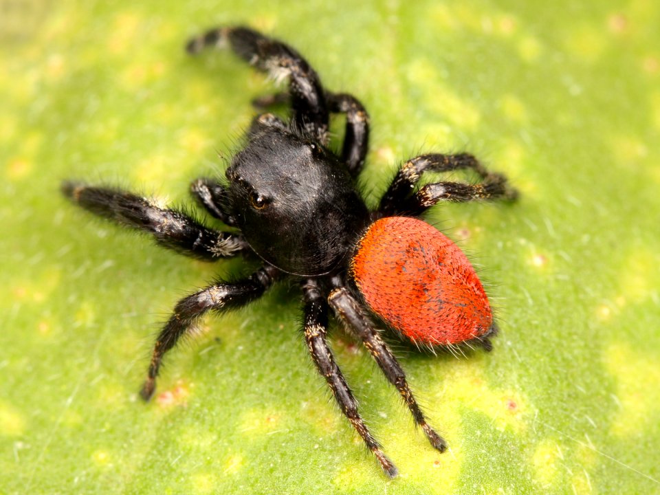 Kaldari Phidippus johnsoni male 03