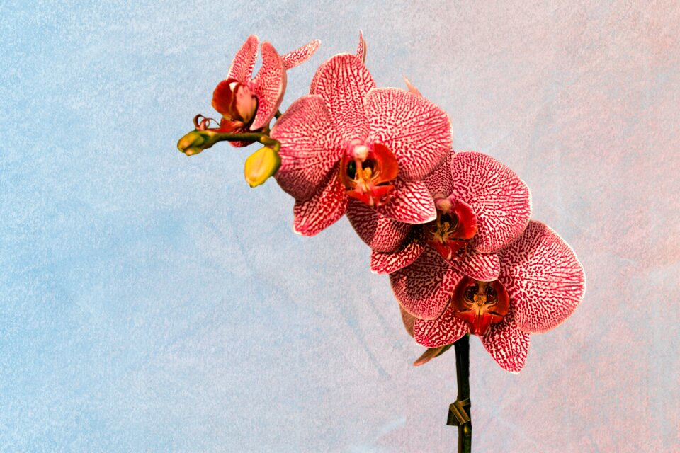 Flowers orchid pink