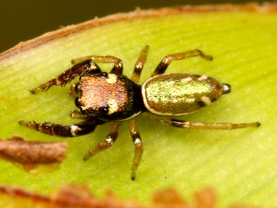 Kaldari Sassacus vitis female 02