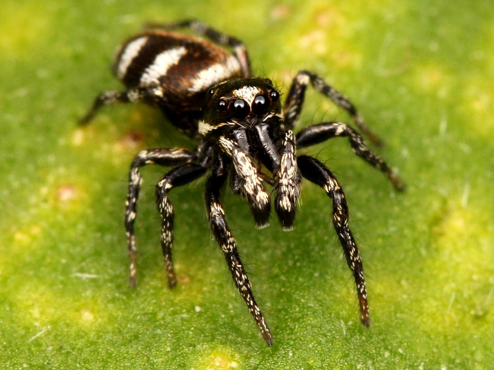 Kaldari Salticus scenicus male 02