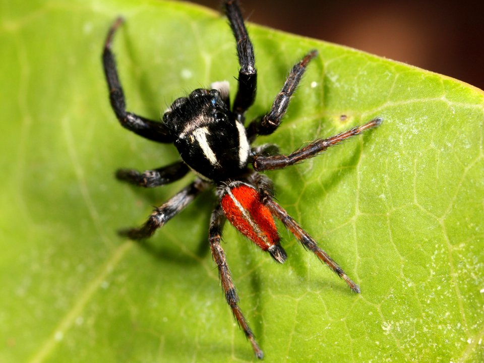 Kaldari unknown salticid Y 02