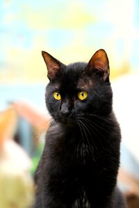 Cat black black cat photo