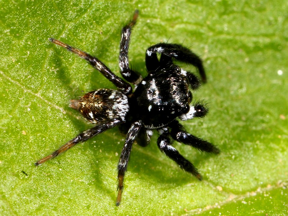 Kaldari unknown salticid C 02