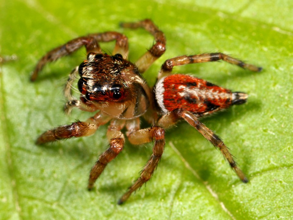Kaldari unknown salticid E 01